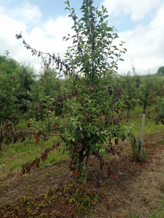 koncept-ekoloskih-pesticida:-kako-innovaphage-spaja-ekologiju-i-sredstva-za-zastitu-biljaka