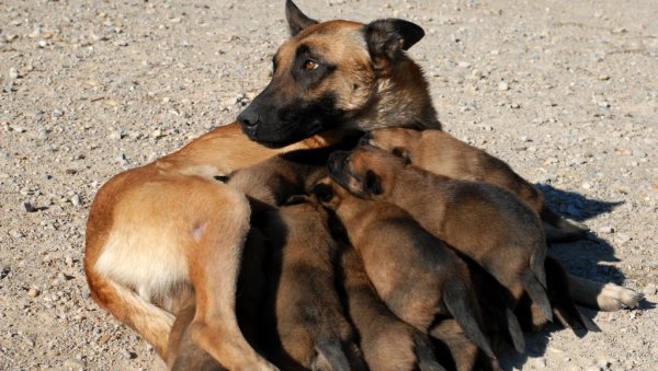 nesvakidasnji-dogadaj-u-turskoj:-zenka-psa-lutalice-donela-svoje-stene-u-veterinarsku-ambulantu,-kucence-u-kriticnom-stanju