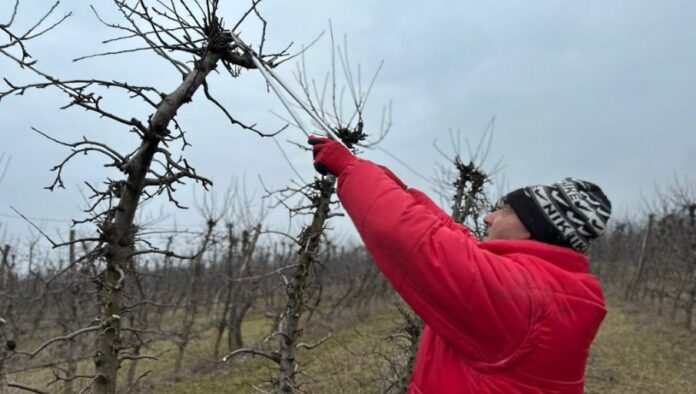 pravo-vreme-za-rezidbu:-vocari-iz-cacanskog-kraja-imaju-pune-ruke-posla,-a-predstoji-i-dubrenje