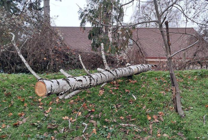jak-vetar-oborio-stablo:-breza-pala-u-gornjem-delu-grada-vranja