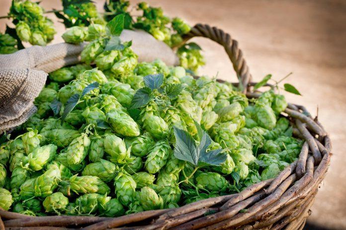 do-1000-evra-za-kilogram:-divlje-„povrce“-koje-u-srbiji-raste-kao-ludo-sve-se-vise-trazi-medu-gurmanima