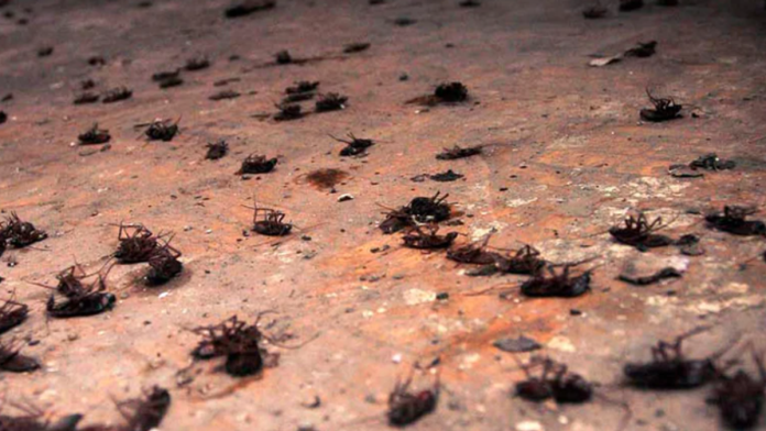 resite-se-mrava-i-bubasvaba-u-svom-domu-uz-jednostavan-trik:-sve-sastojke-sigurno-vec-imate-kod-kuce