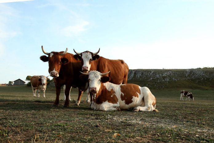plata-od-gotovo-800-evra-i-topli-obrok-od-oko-127-evra,-a-niko-nece-da-radi-ovaj-posao-u-bih:-jusuf-kaze-da-radnika-nema-ni-za-leka-(video)