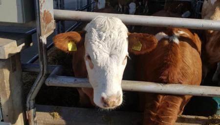 oni-zive-od-stocarstva-–-porodica-pesic-iz-sela-radobic-gaji-posebnu-vrstu-goveda