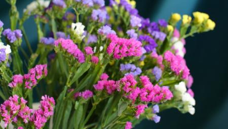 radisa-i-jasmina-zaraduju-od-cveta-“koji-ne-vene”,-zovu-ih-iz-cele-srbije radisa-i-jasmina-zaraduju-od-cveta-“koji-ne-vene”,-zovu-ih-iz-cele-srbije