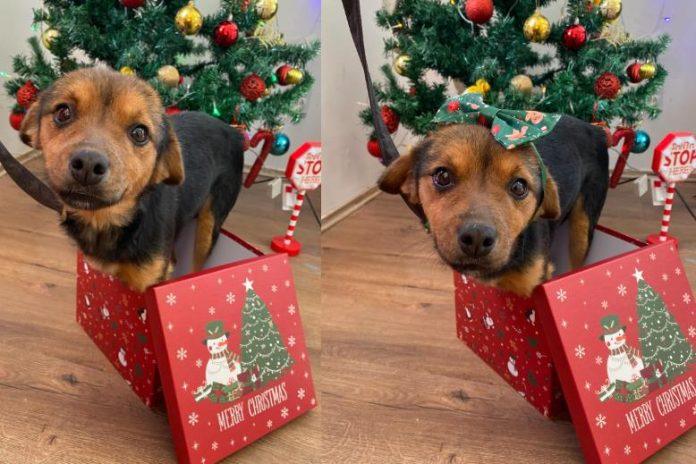 ko-moze-odeleti-ovim-okicama?-neverovatna-akcija-zoohigijene-leskovac:-udomi,-ne-kupuj-–-a-praznici-su-pravo-vreme-za-to!-(foto)