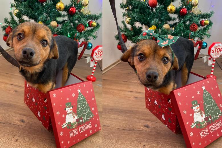 ko-moze-odeleti-ovim-okicama?-neverovatna-akcija-zoohigijene-leskovac:-udomi,-ne-kupuj-–-a-praznici-su-pravo-vreme-za-to!-(foto) ko-moze-odeleti-ovim-okicama?-neverovatna-akcija-zoohigijene-leskovac:-udomi,-ne-kupuj-–-a-praznici-su-pravo-vreme-za-to!-(foto)