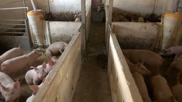 Појефтињење-свињског-меса