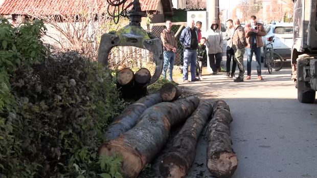Огревно-дрво-за-угрожене-категорије