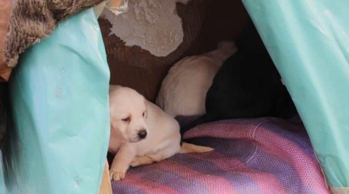 komsije-iz-naselja-dudovi-brinu-o-4-steneta-sa-ulice:-napravili-im-kucicu,-svi-ih-hrane,-ali-kazu:-bilo-bi-lepo-da-h-neko-udomi-(video)