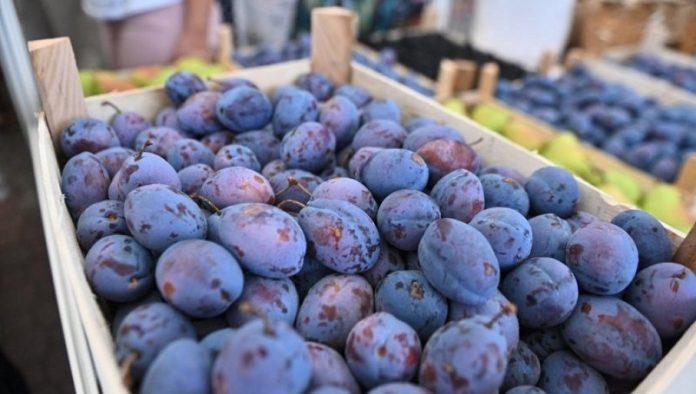 sljivari,-ovoga-se-drzite:-evo-kako-(sa)cuvati-plodove-posle-berbe