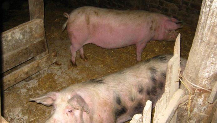 africka-kuga-na-dva-gazdinstva-u-ubu:-zbog-zaraze-preduzete-sve-mere-sprecavanja-sirenja-bolesti