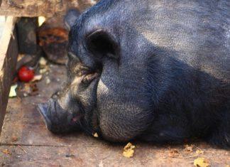 PRELAZE NA CRNE SVINjE: Zašto je došlo do ove promene u proizvodnji mesa? prelaze-na-crne-svinje:-zasto-je-doslo-do-ove-promene-u-proizvodnji-mesa?