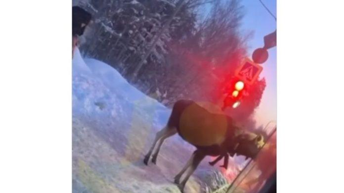 los-se-pojavio-u-moskvi-zivotinja-sacekala-autobus,-pa-pokusala-da-ude-unutra-(video)