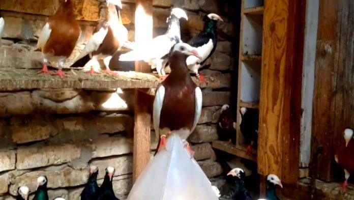 stevin-golub-najlepsi!-somborski-dugokljuni-letac-stevana-jovina,-sampion-svoje-rase-i-najlepsi-golub-izlozbe,-a-brnskim-gusanima-vukana-trkulje-titula-sampiona