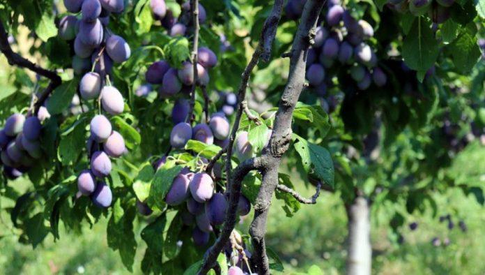 cuvar-domacih-sorti:-jedan-grad-u-srbiji-ne-da-nestanak-sljive,-jabuke-i-vinove-loze