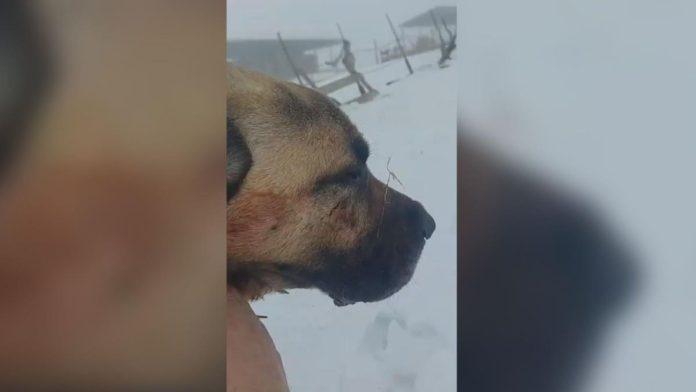 hrabri-ajaz-sa-pestera-postao-heroj-preko-noci!-rvao-se-sa-krvolocnom-zveri,-pa-spasao-krdo-ovaca-od-1.600-grla:-sada-zarastaju-rane-junacke!-(foto)