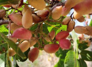 ZNATE LI ŠTA JE “SREĆNI ORAH” ? Može da raste i u Srbiji, rađa 100 godina, po kilogramu donosi zaradu od 20 evra znate-li-sta-je-“srecni-orah”-?-moze-da-raste-i-u-srbiji,-rada-100-godina,-po-kilogramu-donosi-zaradu-od-20-evra