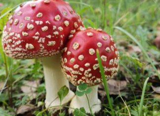 TRI OSOBE UMRLE ZBOG OTROVNIH PEČURAKA: Desetinama pozlilo u Kaliforniji tri-osobe-umrle-zbog-otrovnih-pecuraka:-desetinama-pozlilo-u-kaliforniji