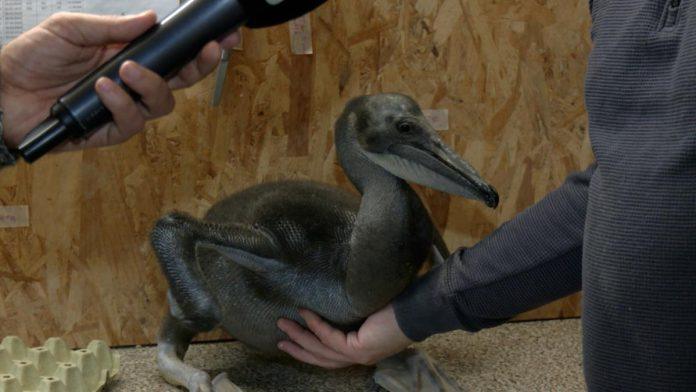 beogradski-zooloski-vrt-postao-bogatiji-za-novog-clana!-posle-30-godina,-rodio-se-pelikan-u-beogradu-–-ima-preko-2-kilograma!