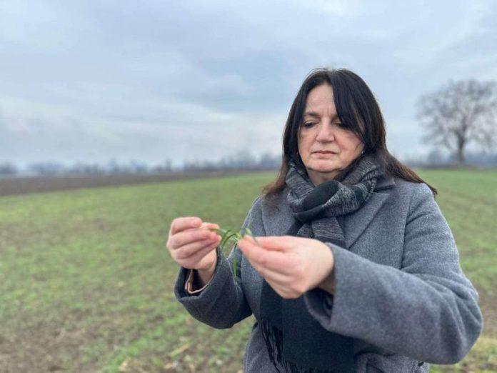 strna-zita-dobro-podnela-mraz-u-moravickom-okrugu:-psenica-u-fazi-bokorenja,-poljoprivrednici-prolaze-obaveznu-edukaciju-o-pesticidima