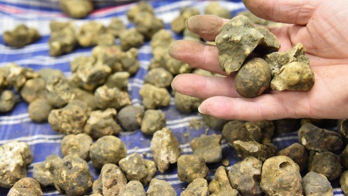 kilogram-ove-biljke-vec-sad-2.500-evra!-cena-ce-tek-da-leti-u-nebo:-ima-je-i-u-srbiji