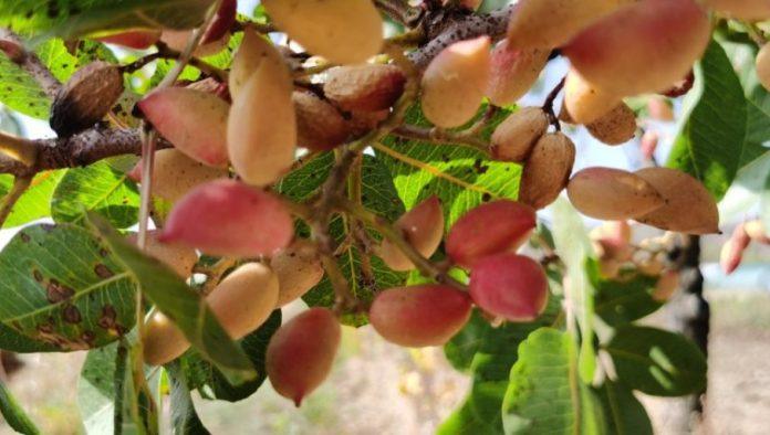 znate-li-sta-je-“srecni-orah”?-moze-da-raste-i-u-srbiji,-rada-100-godina,-po-kilogramu-donosi-zaradu-od-20-evra