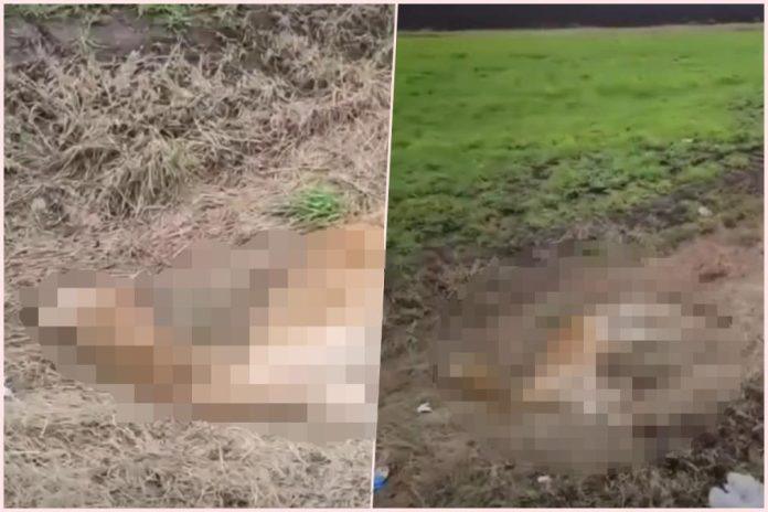 jeziv-prizor-na-severu-srbije:-les-zivotinje-koja-ne-zivi-na-ovim-prostorima-bacen-u-kanal