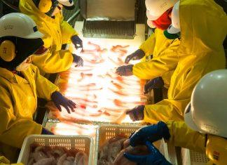 Otišli smo da radimo na Aljasku i vratili se sa 15.000 dolara: Studenti iz Beograda odlično zaradili, evo kako se zaposliti i gde se prijaviti otisli-smo-da-radimo-na-aljasku-i-vratili-se-sa-15.000-dolara:-studenti-iz-beograda-odlicno-zaradili,-evo-kako-se-zaposliti-i-gde-se-prijaviti