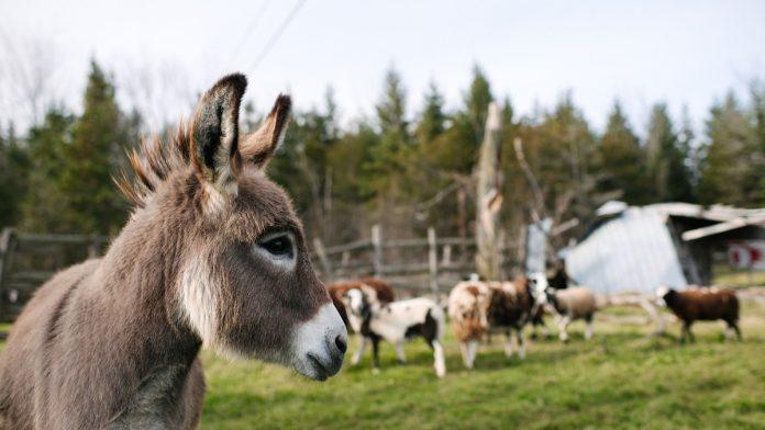 mladunce-magarca-se-ne-zove-magare:-vecina-ljudi-ne-zna-ispravan-izraz