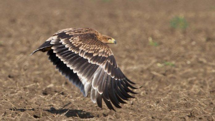 nas-feliks-zarobljen-u-bejrutu:-u-toku-je-prikupljanje-sredstava-da-se-prebaci-u-srbiju