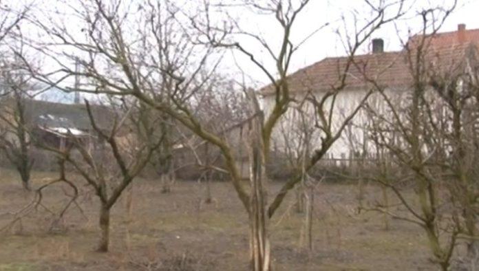 briga-o-vocu-zimi:-kako-sacuvati-vocnjak-od-glodara-u-zimskom-periodu