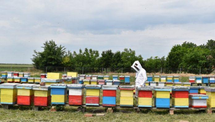 pcelarstvo-je-vise-od-tegle-meda:-evo-koliko-evra-“nevidljivog”-rada-godisnje