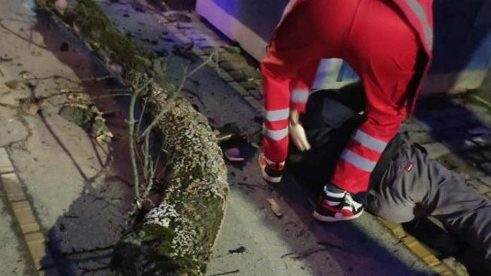 ogromno-stablo-palo-na-coveka-uzas-u-subotici:-nepomicno-lezao-na-trotoaru,-prolaznici-odmah-pritrcali-u-pomoc