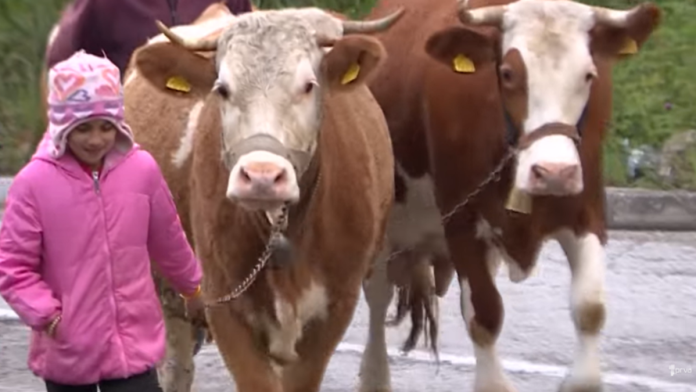 “ovo-su-rumenka,-tomka,-milka-i-ruska”-tijana-ima-devet-godina,-cetiri-krave-i-pricu-zbog-koje-srbija-place-(video)