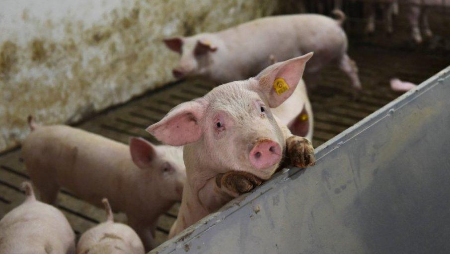 novi-podaci-zavoda-za-statistiku:-vise-svinja,-manje-ovaca-i-zivine novi-podaci-zavoda-za-statistiku:-vise-svinja,-manje-ovaca-i-zivine