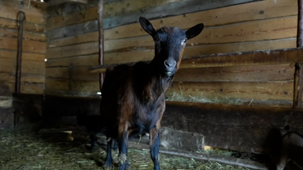 Реткост-у-козарству:-У-тутинском-селу-Долово-коза-ојарила-петоро-јарића Реткост-у-козарству:-У-тутинском-селу-Долово-коза-ојарила-петоро-јарића