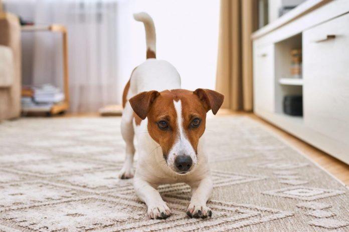 ljubimci-ljudima-sve-vise-postaju-modni-detalj:-“svakoga-dana-vidamo-pse-koji-se-ne-setaju-samostalno,-vec-ih-vlasnici-voze-u-kolicima”