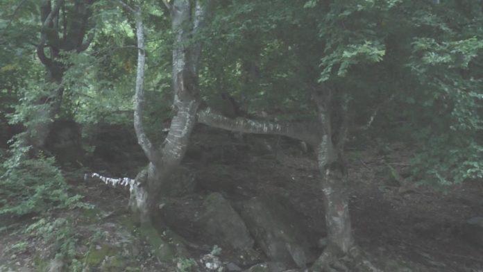 veruje-se-da-ovo-mesto-u-srbiji-ucvrscuje-ljubav:-dve-bukve-spojene-trecom-–-ovde-dolaze-u-nadi-da-spasu-veze-koje-su-“na-staklenim-nozicama“-(foto)