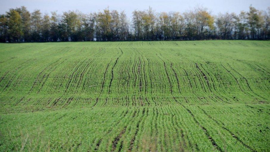 u-kakvom-je-stanju-psenica:-strucnjak-rekao-da-nema-razloga-za-brigu-i-dao-preporuku-proizvodacima u-kakvom-je-stanju-psenica:-strucnjak-rekao-da-nema-razloga-za-brigu-i-dao-preporuku-proizvodacima