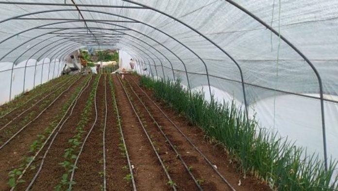 ovo-je-buducnost-povrtarstva:-strucnjak-objasnio-kako-treba-gajiti-povrce-i-zasto