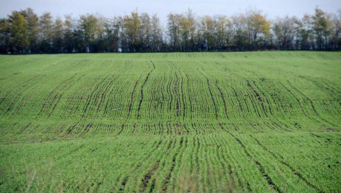 u-kakvom-je-stanju-psenica:-strucnjak-rekao-da-nema-razloga-za-brigu-i-dao-preporuku-proizvodacima