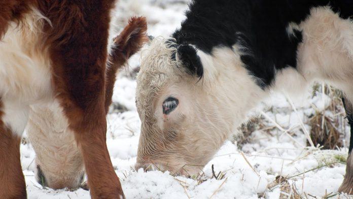 da-li-visak-na-trzistu-zaista-moze-da-ide-u-mleko-u-prahu?-ovako-bi-kriza-u-mlekarstvu-mogla-da-utice-na-cene-i-kvalitet-(video)
