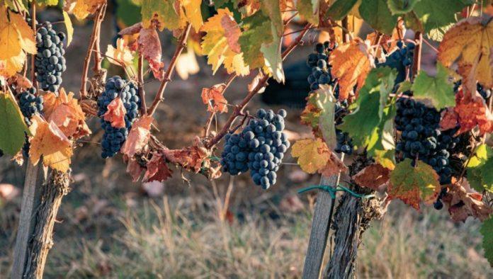 vinogradari,-ovo-je-resenje:-kako-spreciti-susenje-vinove-loze-–-pojavu-eske?