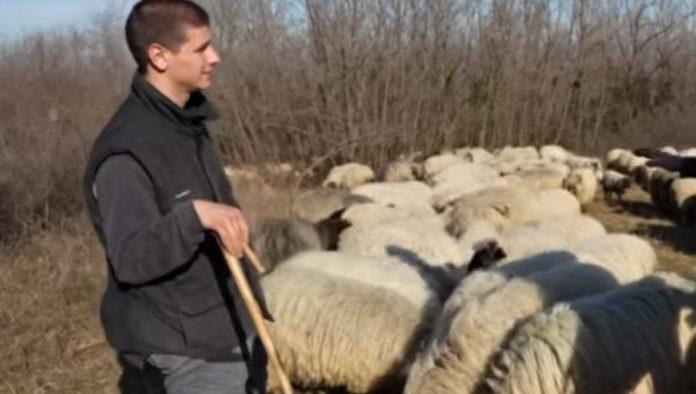 ima-21-godinu-i-bavi-se-nomadskim-cuvanjem-ovaca:-milos-skoric-zivi-u-satoru-na-fruskoj-gori-i-finansira-skolovanje-kroz-svoj-rad-sa-ovcama