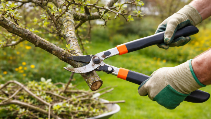 ni-slucajno-ne-bacajte-grane-nakon-orezivanja:-mogu-biti-pravo-blago-za-vase-domacinstvo