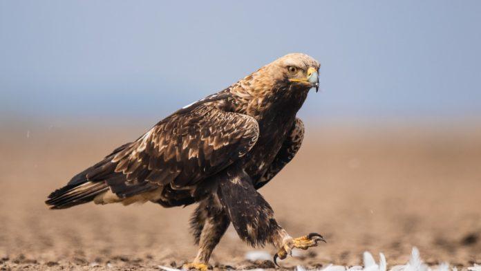 dramatican-put-srpskog-orla-feliks-upao-u-zamku-krijumcara-na-bliskom-istoku,-trazen-je-i-otkup-za-njega,-a-sada-se-konacno-vraca-u-srbiju