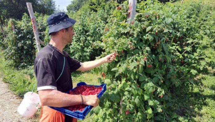 za-malinare-18.000-dinara-po-hektaru-glamocic:uspostavicemo-jasan-sistem-deklarisanja