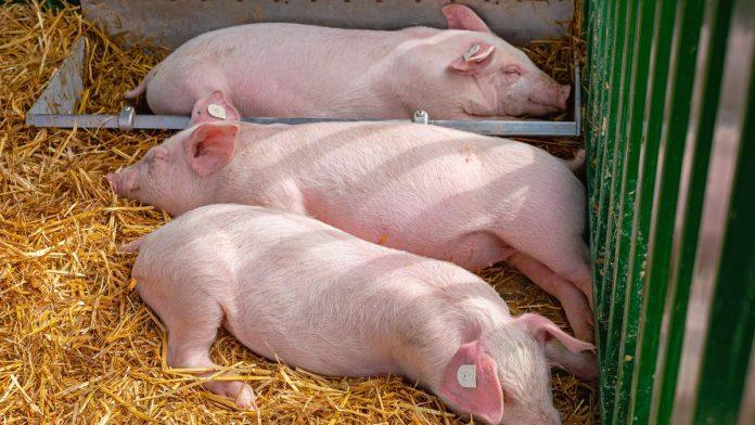 africka-kuga-svinja-potvrdena-u-topoli:-sprovode-se-neophodne-mere