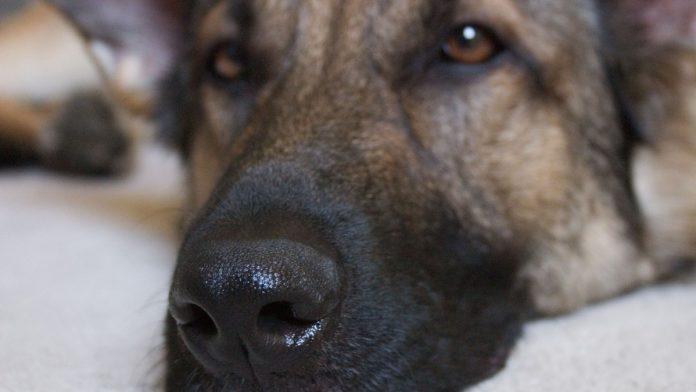 smislio-je-“savrsen-plan”-da-prevari-drzavu:-uposlio-psa-da-mu-radi-prljav-posao,-a-onda-mu-je-stigla-kazna-od-koje-boli-glava